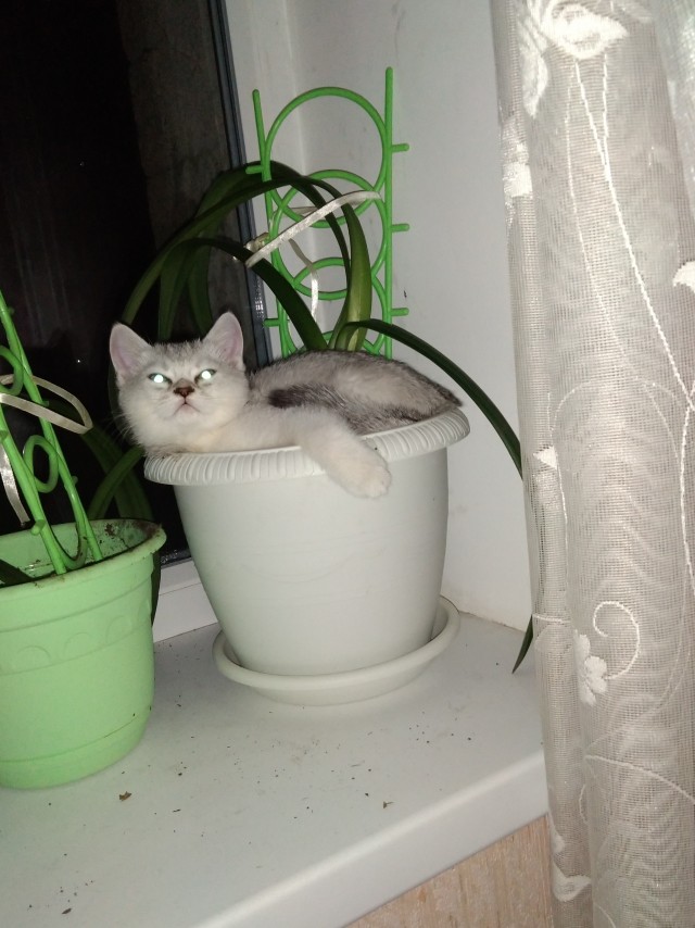 Котовторник!