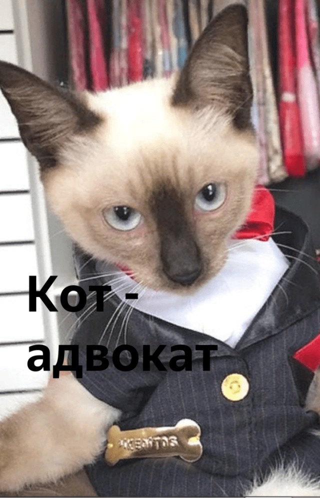 Когда просто хотел поиграть с человеком, а на тебя наорали за то, что ты мешаешься под ногами
