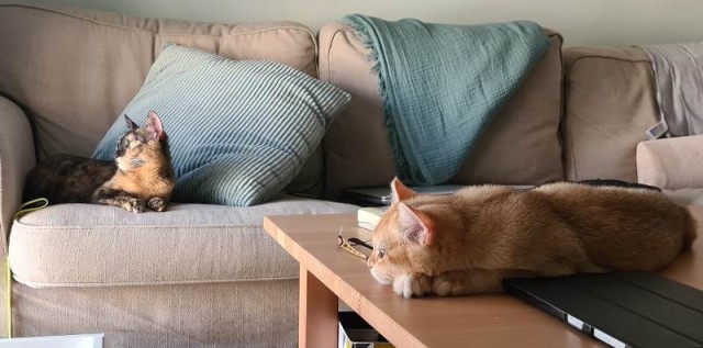 Вторник. Кото-вторник...