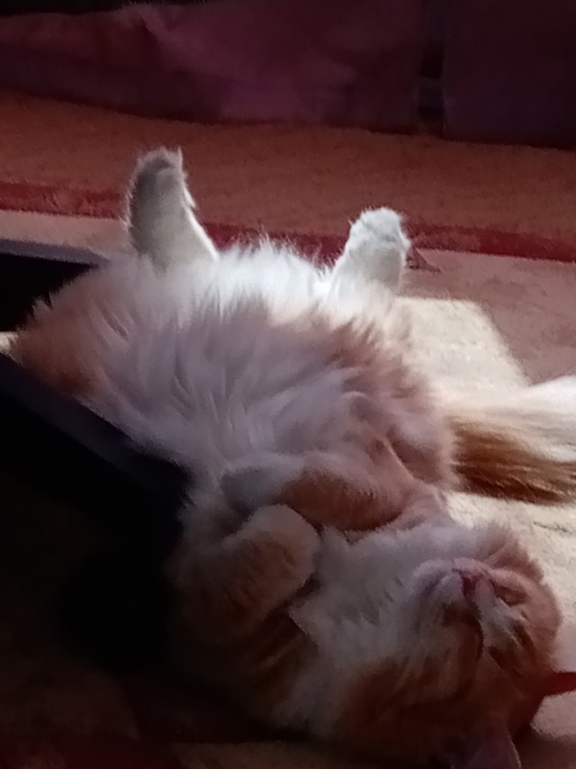 С котовторником!