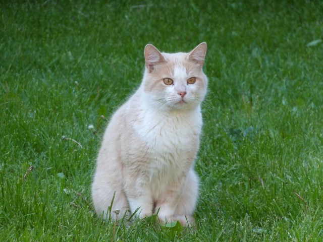 Котовторник же очередной