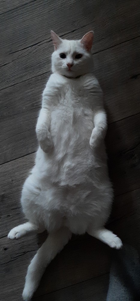 Котовторник 28.09.21