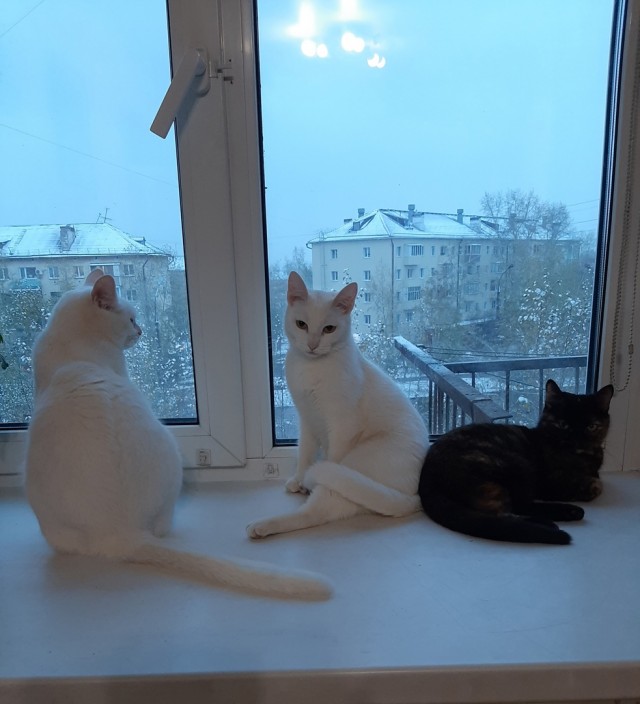 Котовторник