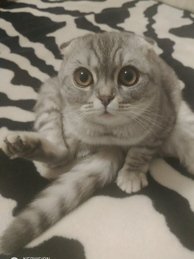Солнце котовторника уже встало, Господа!