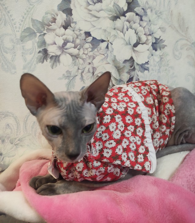 Котовторнику быть