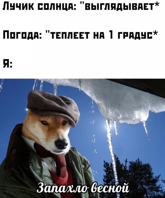Весёлый полтишок 14.03