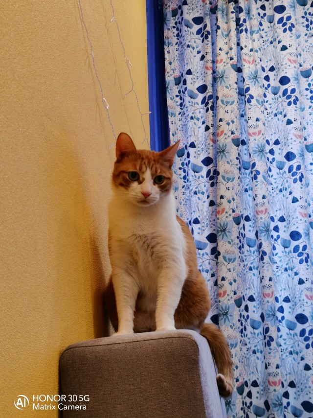 Коты. Филя, Пуся, Вася