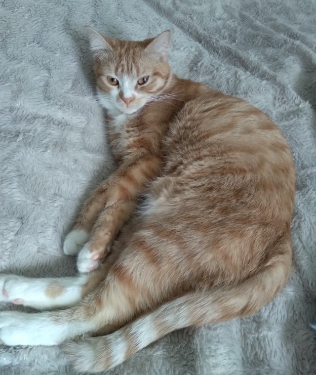 Ну, поехали в котоввторник!