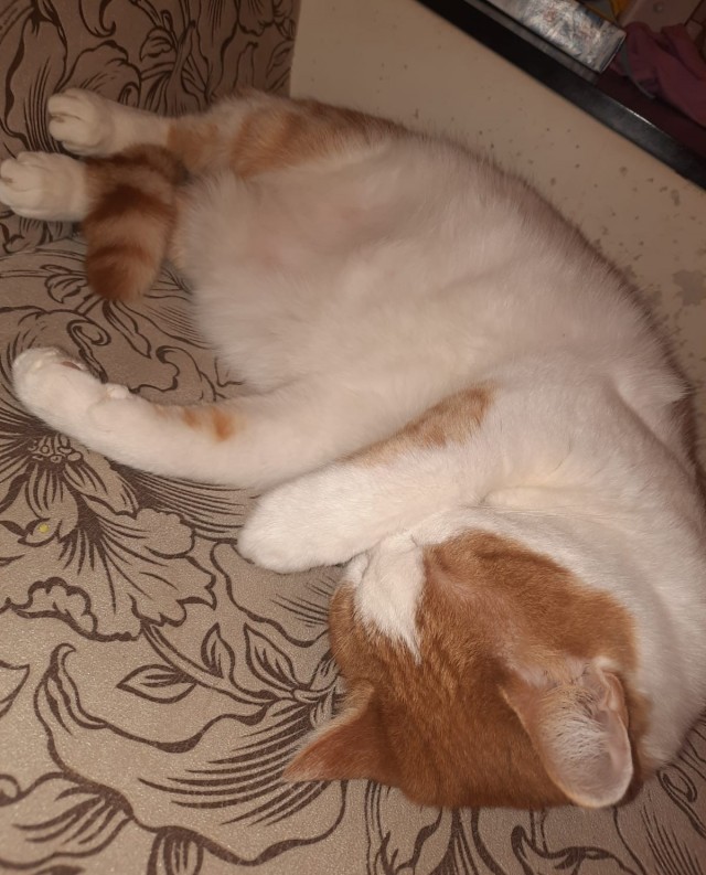 Котовторник ведь начался!