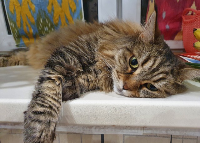Ура! Котовторник.