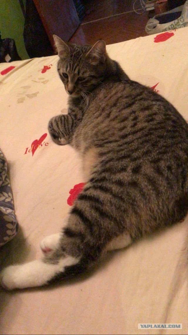 Наша коша