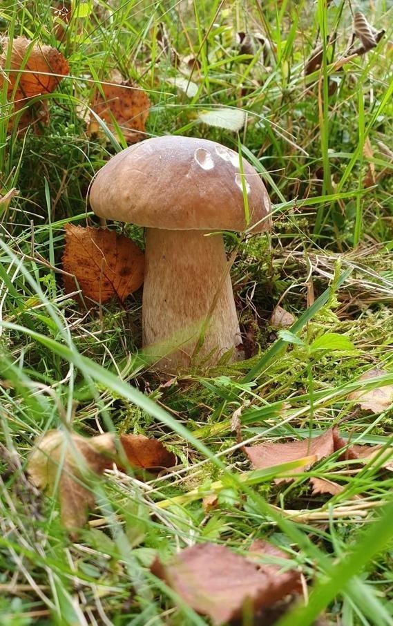 Грибы видишь? Нет. А они есть