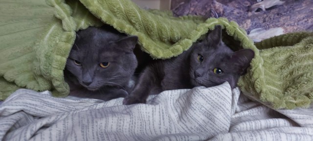 Котовторник 18.10.22