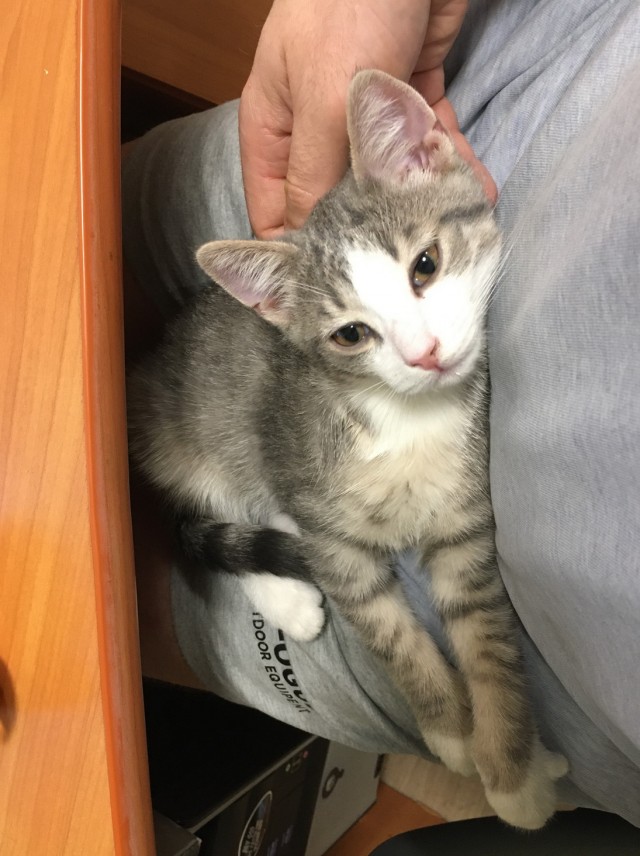 Кошкодром своими руками