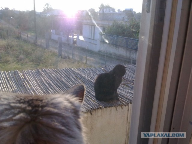 Котовторник  19.03.2013
