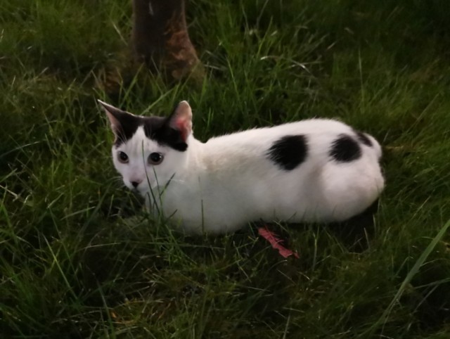 Кошаки. Греческие