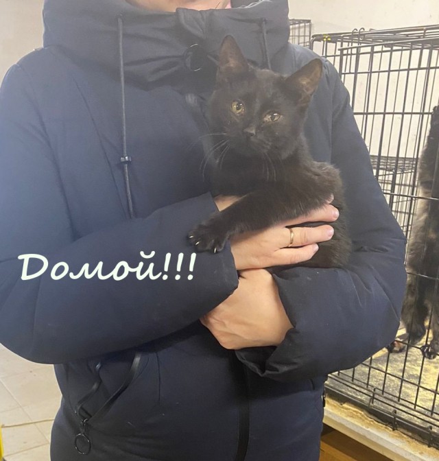 Жизнь домашнего приюта "Котоленд" 376
