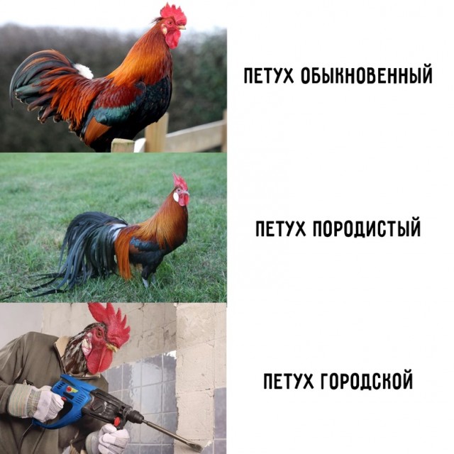 Картинки и мемы, всем хороших выходных