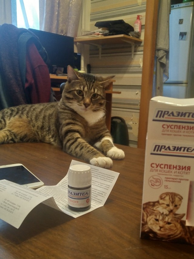 Котовторник