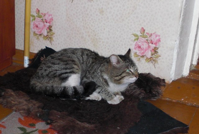 Котовторник 09.04.2013