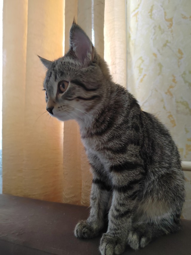 С котовторником ЯПовцы