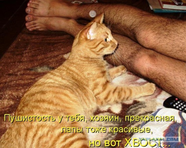 Как мы выкармливали котят.