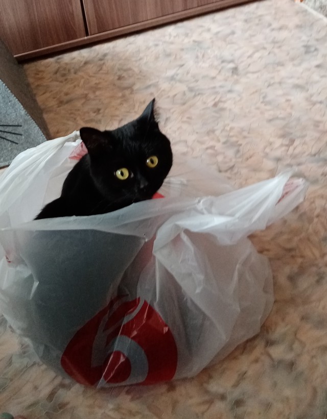 Жизнь домашнего приюта "Котоленд" 426