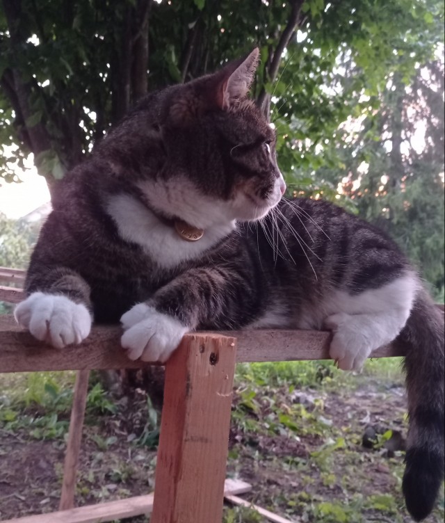 Котовторник. Мой котан