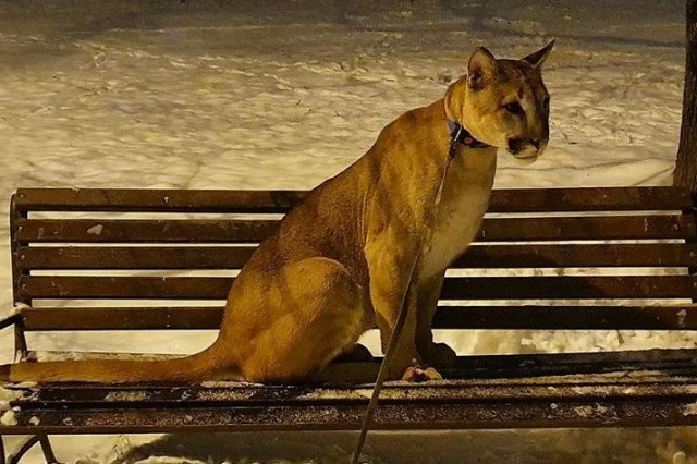 В Московский зоопарк доставили самца пумы Геркулеса, конфискованного у жителя района Кунцево