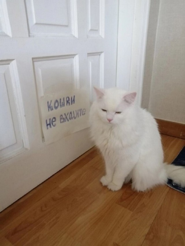 Так себе картинки 14.03.25