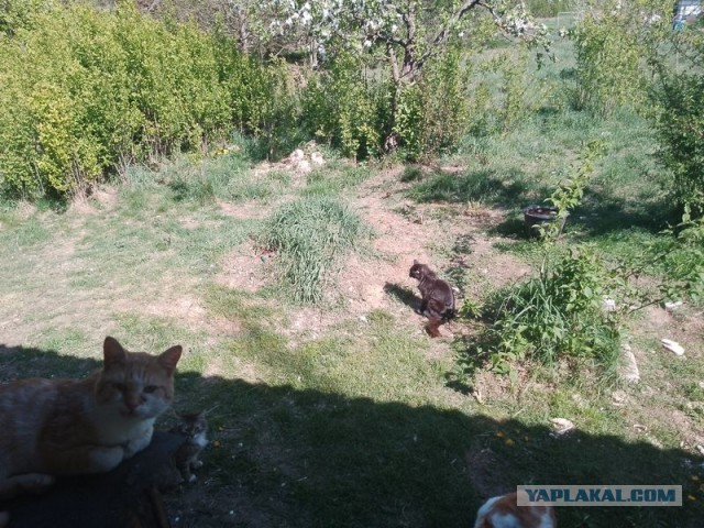 Жизнь домашнего приюта для котеек 542