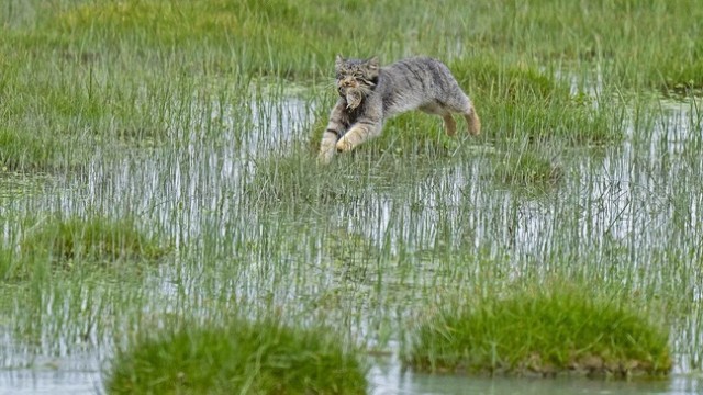 Бегущий манул ворвался в финал конкурса фотографий дикой природы