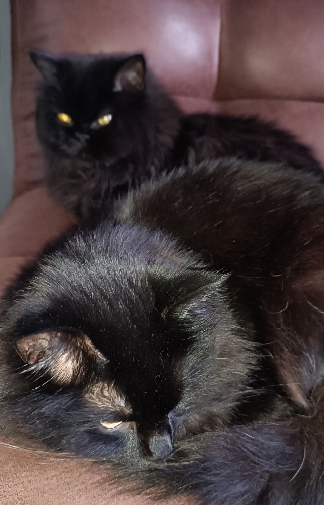 Это что, котовторник?