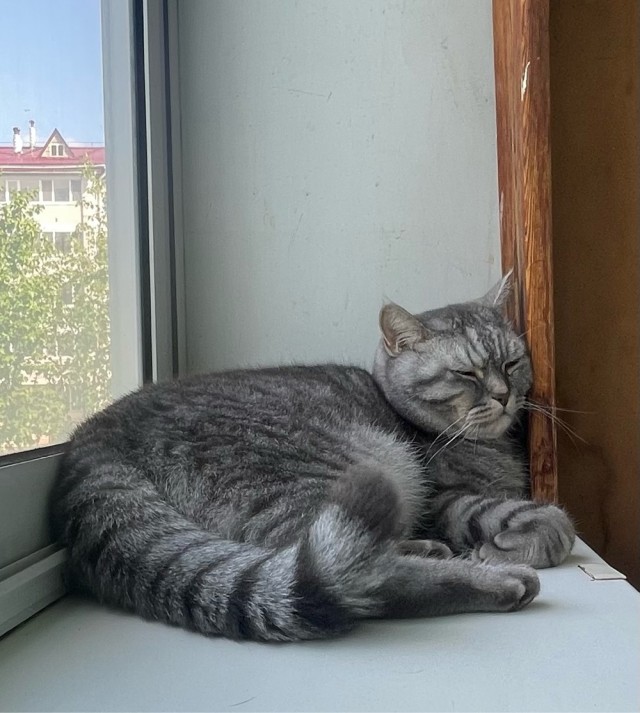 такой, вот, у меня котовторник :(