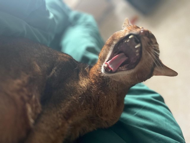 К котовторнику