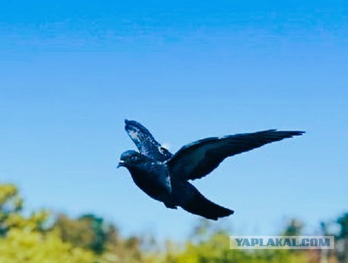 Голуби в городе