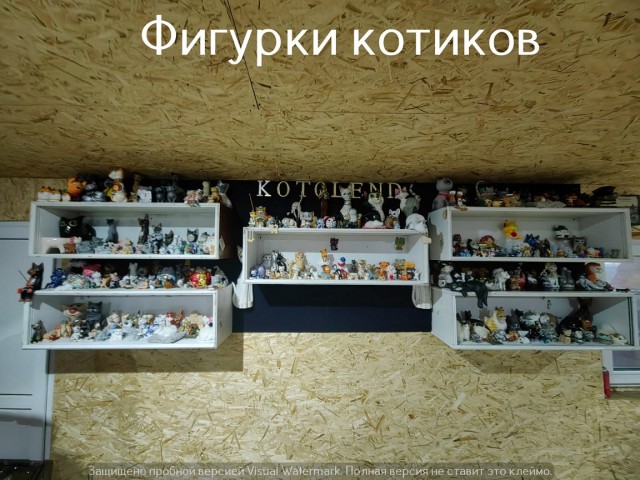 Жизнь домашнего приюта "Котоленд" 521