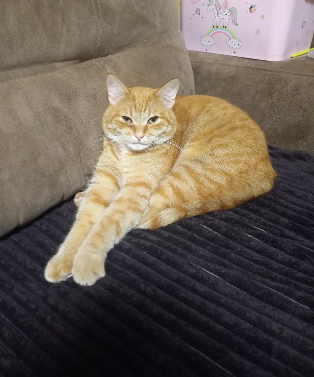 Дома ждали трое детей и кот