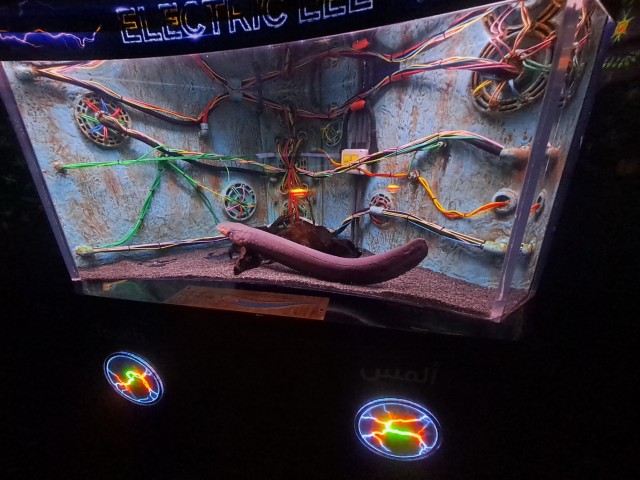 Дубайск в декабре