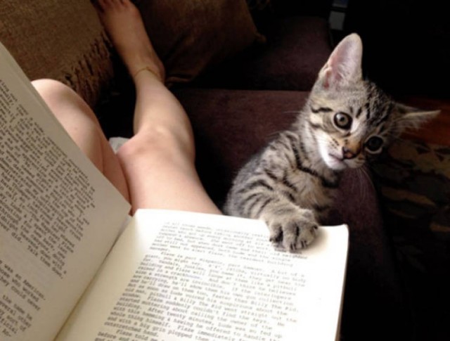 Котики тоже любят читать
