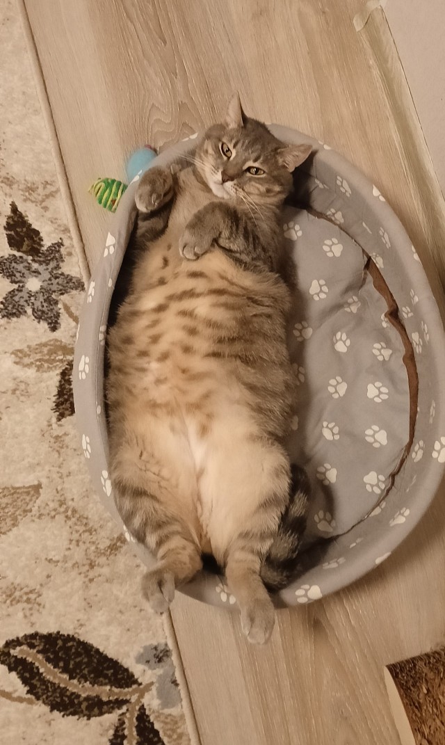 Котовторник. Маруселла.