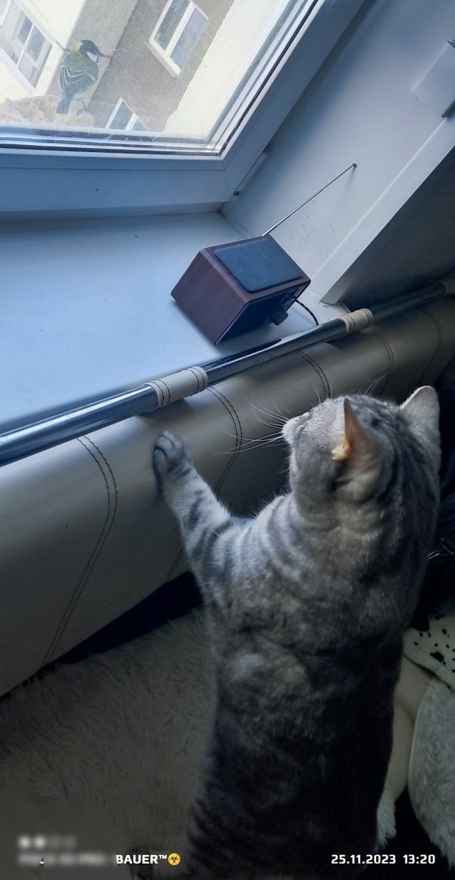 Телевизор для кота