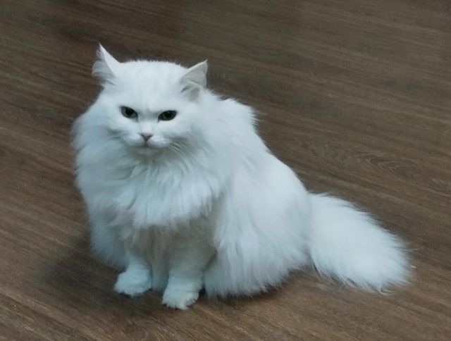 Мокровое