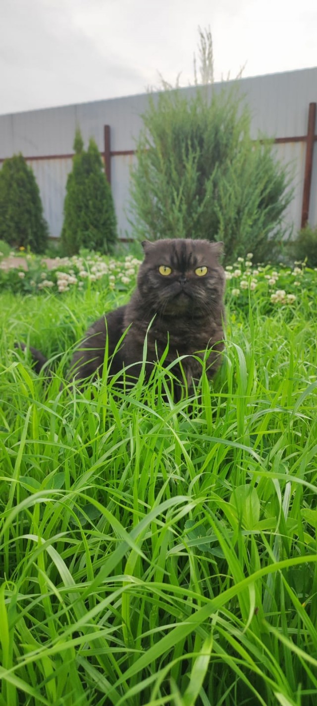Лучший костюм для кота