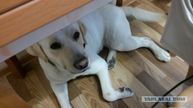 Мой собакен