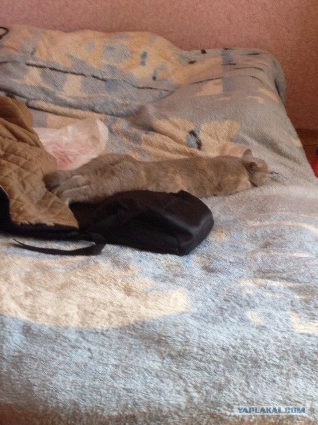 Котовторник 22.04.2014