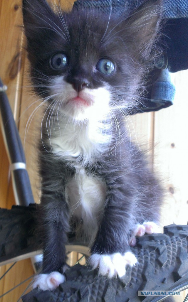 Новая жизнь