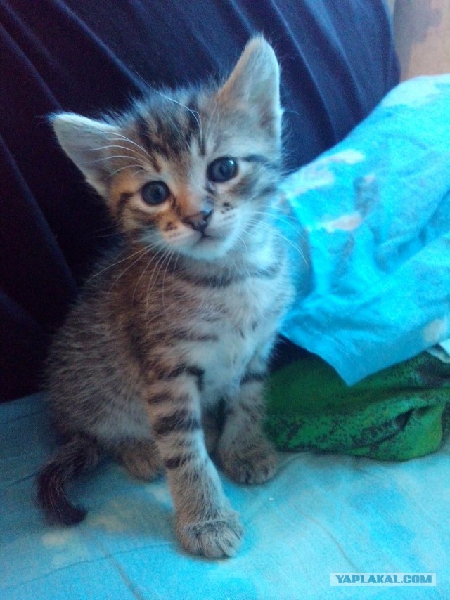 Котовторник 17.06.2014