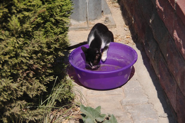 Котовторник 30.09.2014