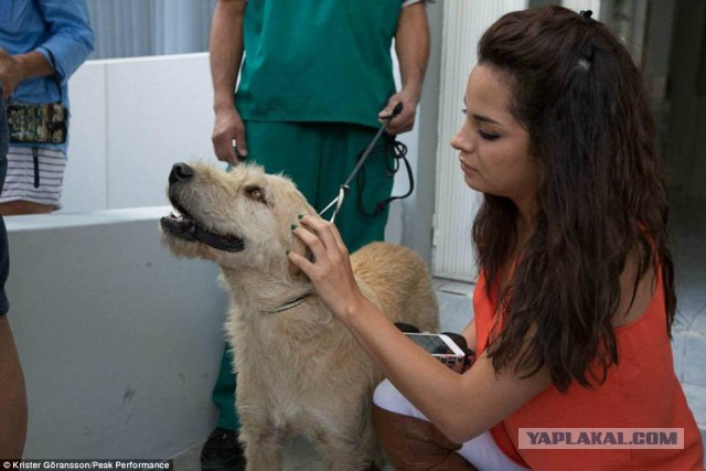 Собака решила испытать себя на прочность в команде